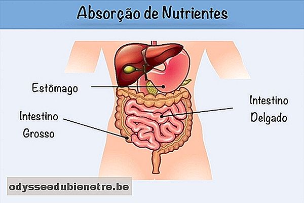 Parte central intestino delgado